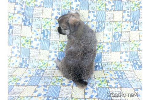 成約済の千葉県のチワワ(ロングコート)-159385の3枚目